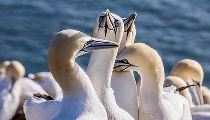 九游-掘金击败湖人，约基奇突破浓眉完成打三分，掘金约基奇球衣