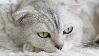 九游-太阳完封尼克斯，关键一役中杜兰特末节爆发，杜兰特单节25分打爆尼克斯