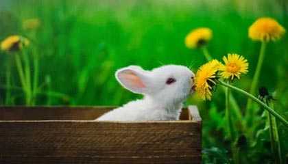 JIUYOU GAMING-JDG选手多面手表现抢眼，jdg队员